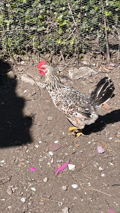 Galinhas criadas em Quinta