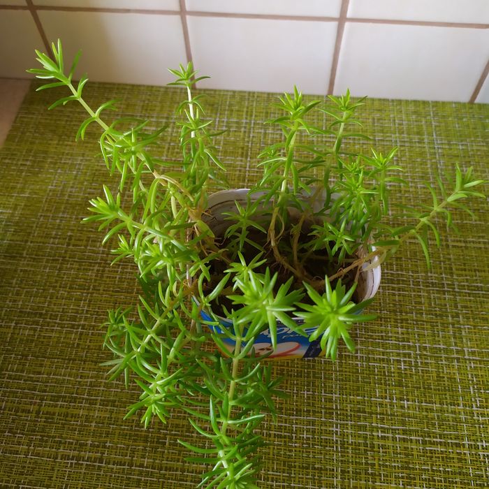 Сукуленти: еоніум, сєдум, ехеверія. Оксаліс