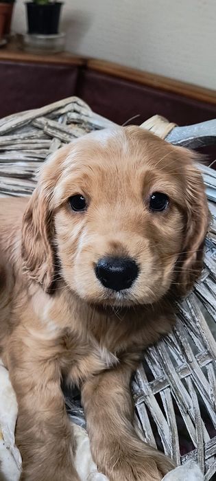 Англійський(gold)кокер  спаніель