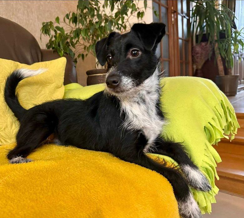 Bystrzak do adopcji - Dexter!