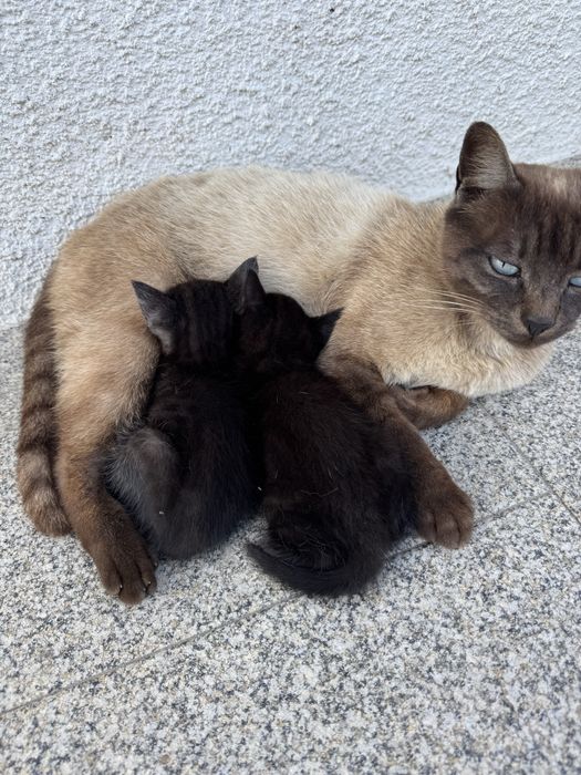 Dois gatinhos para adoção