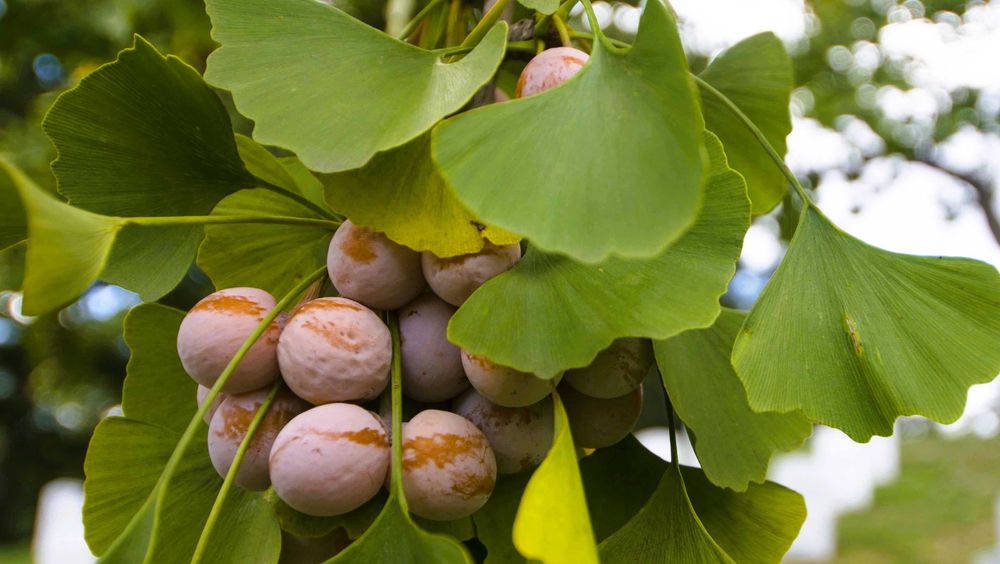 Ginkgo Biloba - Planta