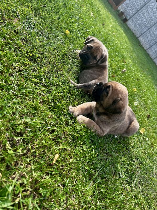 Dwie Suczki Cane Corso z hodowli domowej