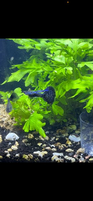 Guppys blue metal dragon