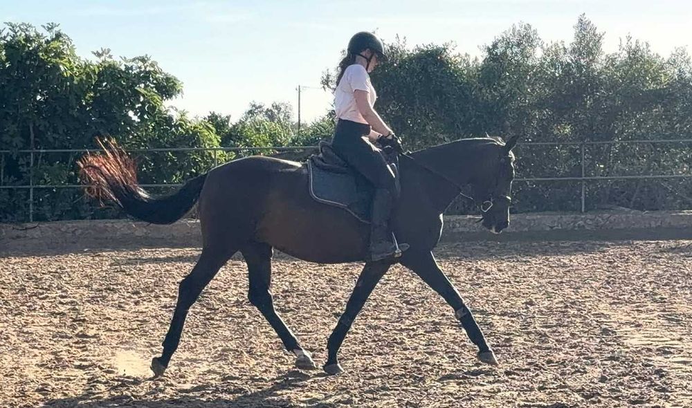 Égua muito mansa e bem treinada no Algarve