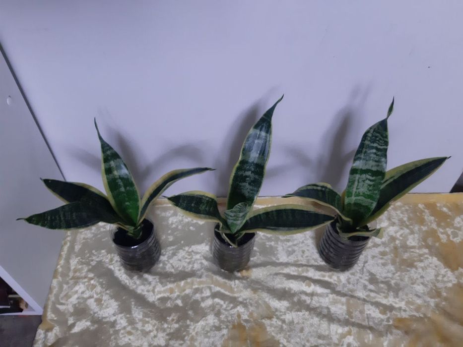 Сансевьерия с жёлтой каймой
