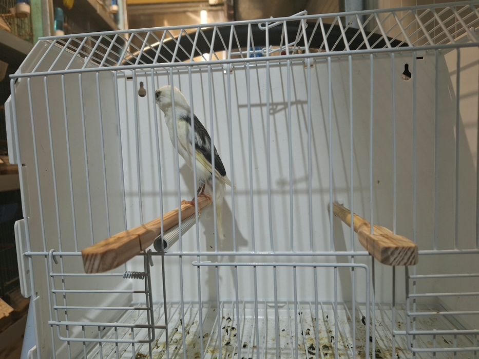 Canario largies espanhol