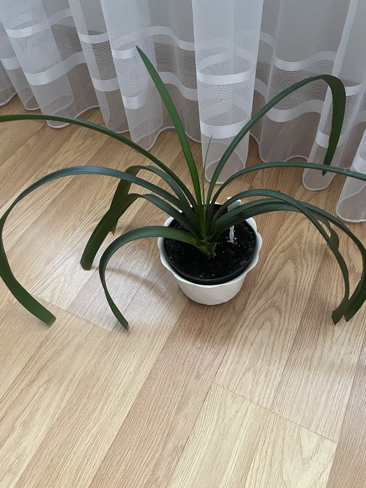 Срочно продам комнатные цветы