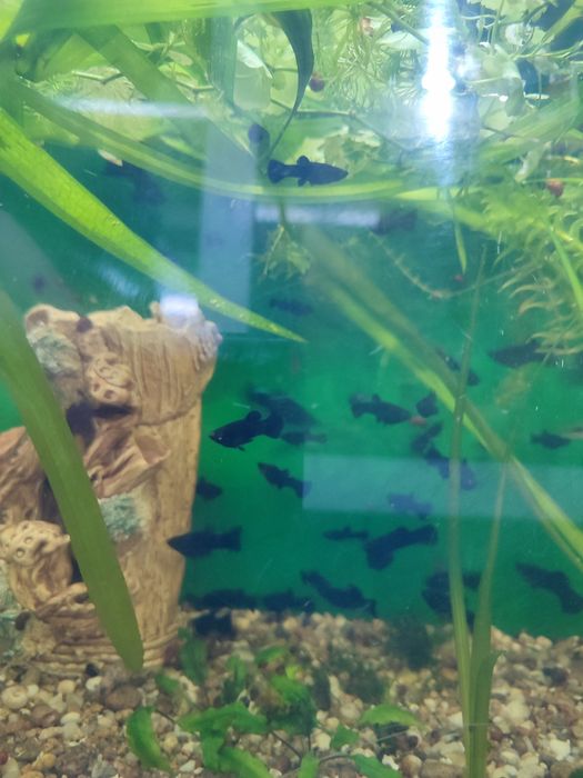 Аквариумная рыбка