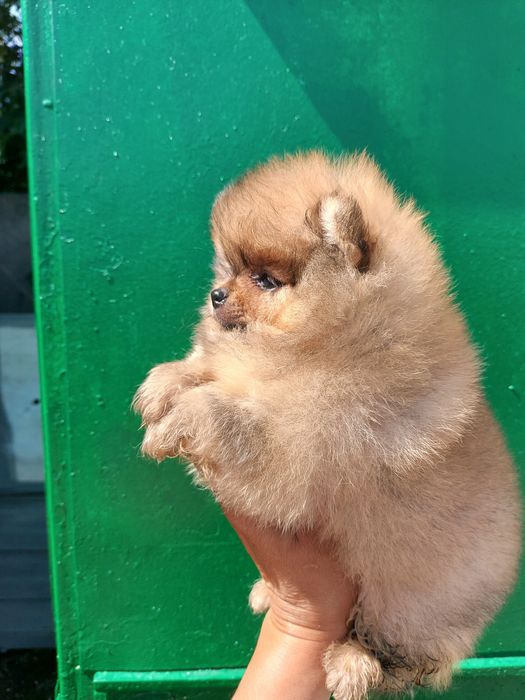 Найкращі шпіцята