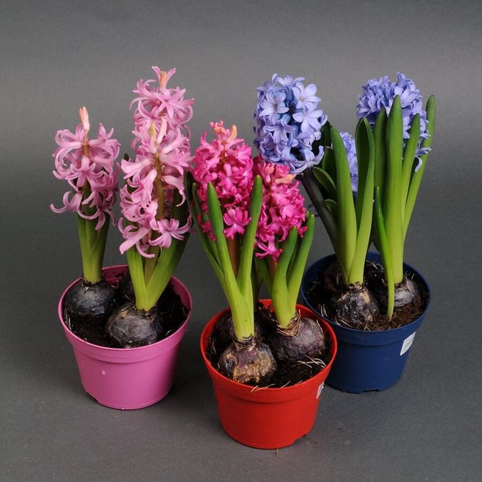 Квіти. Гіацинт. Цикламен. Примула . цветы гиацинт