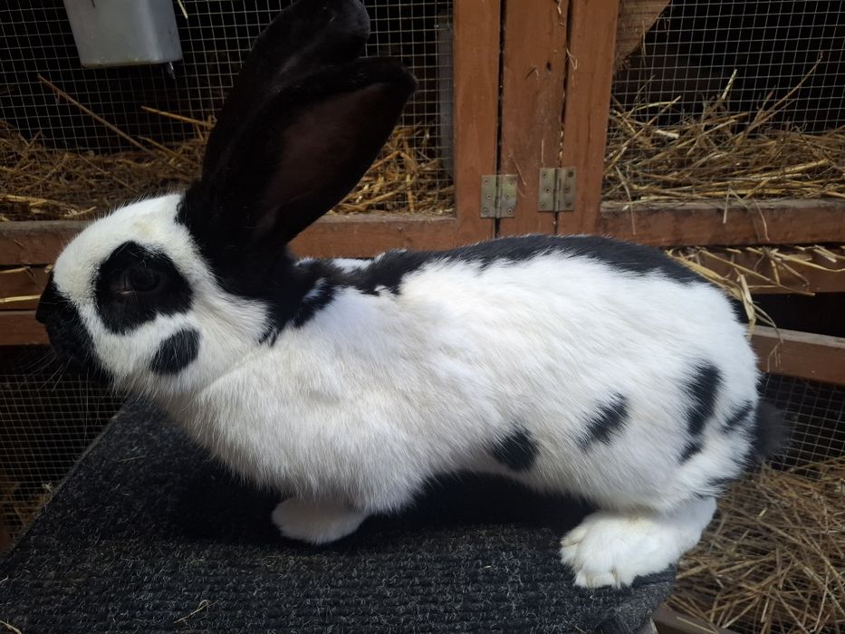 Samiec Srokacz Niemiecki