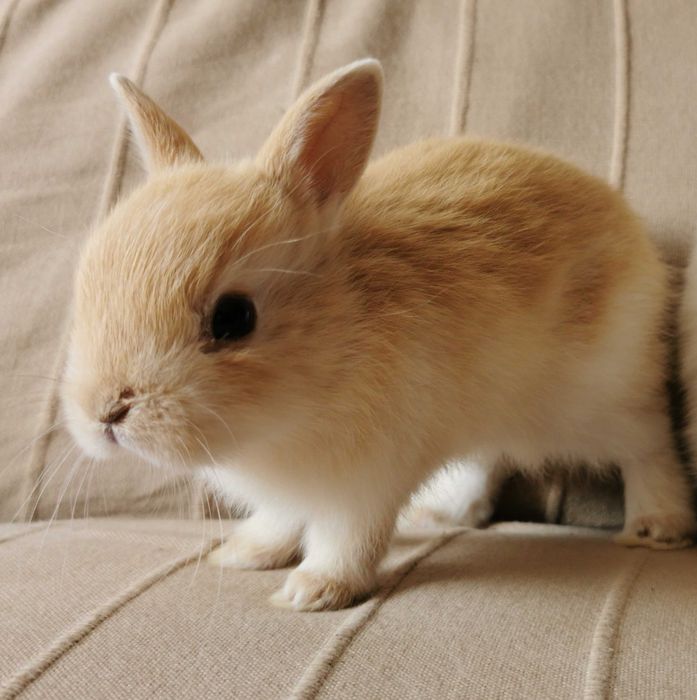 KIT Coelhos anões mini holandês e minitoy muito dóceis