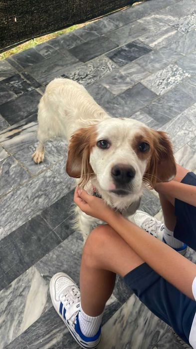 Cadela para adopção responsável