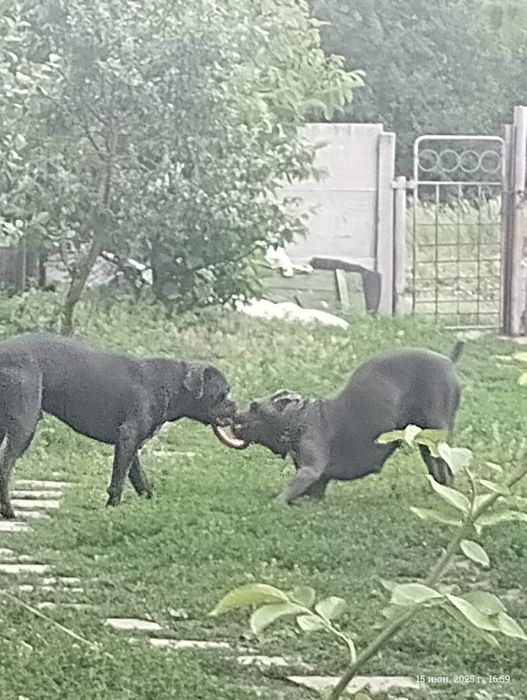 Малеча Кане Корсо
