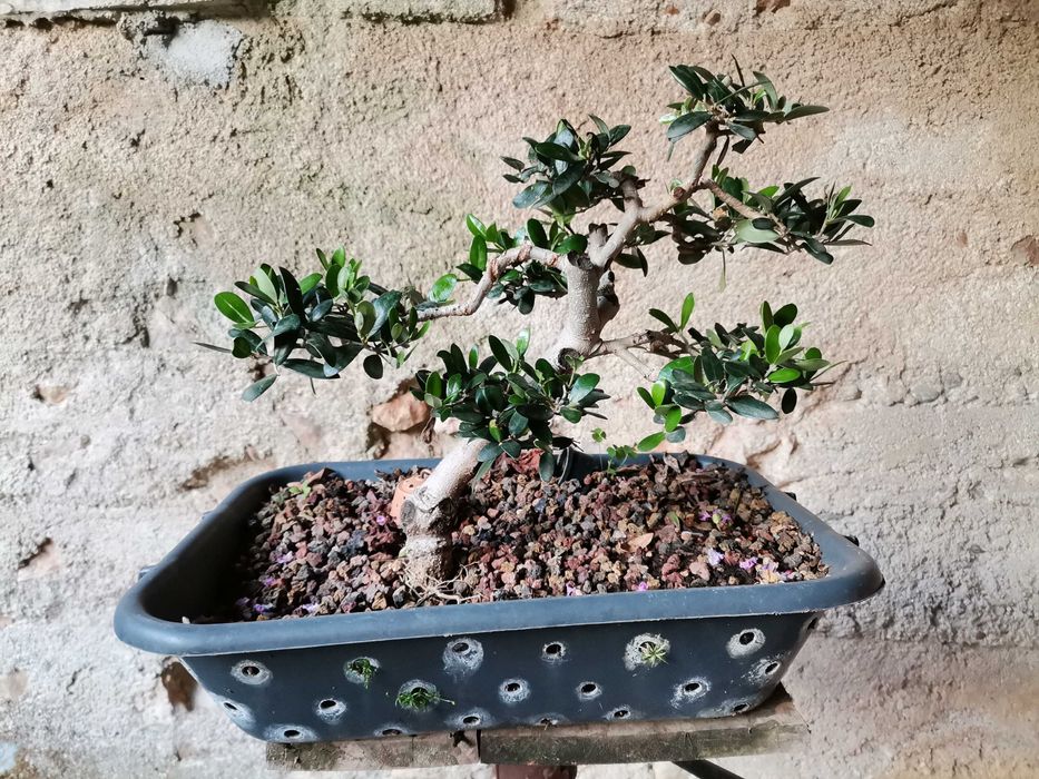 Pré-Bonsai de "Oliveira Europeia" - *VENDA URGENTE (DESOCUPAR)*
