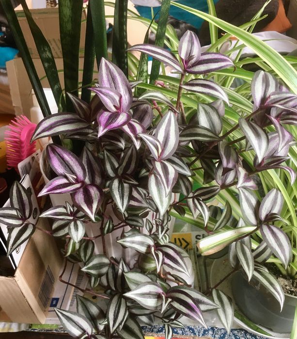 Trzykrotka piękny kwiat