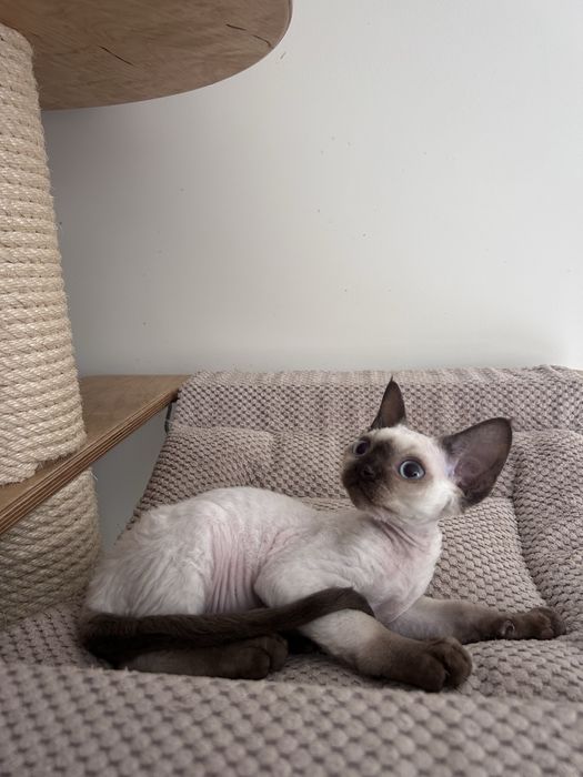 Piękny kocurek devon rex, point,