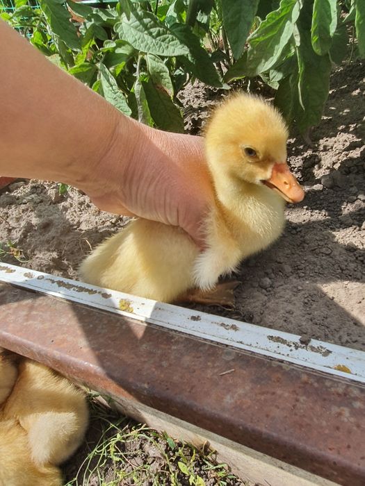 Продам домашних подрощенних гусенят из под гуски, 1 месяц
