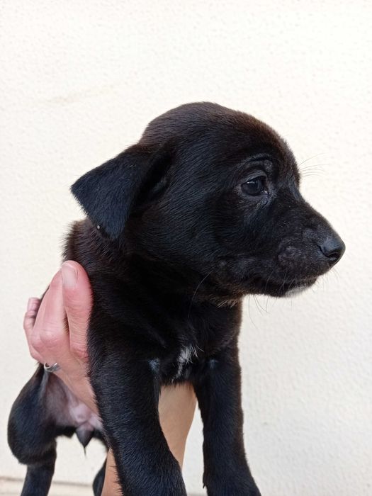 Dá-se 3 cadelinhas bebes urgente