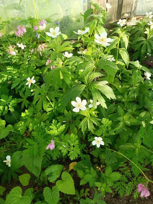 Kwiaty ogrodowe różne 5 - niższe ceny