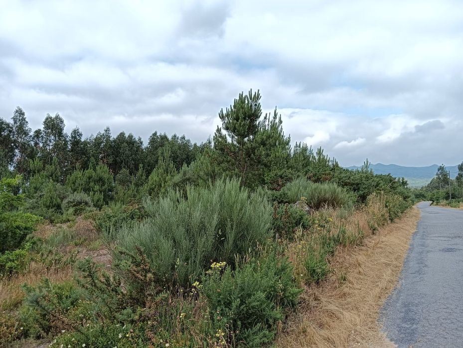 Terreno Rústico com 8.106 m² - Vila Chã do Monte – Torredeita