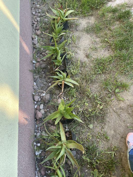 Aloes ukorzeniony i sadzonki