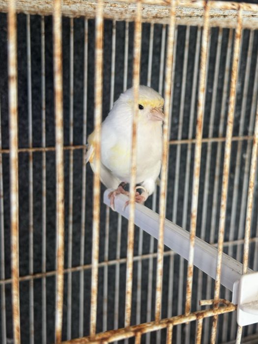 vendo ou troco casal de canarios