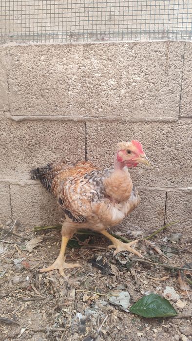 Frangos do campo