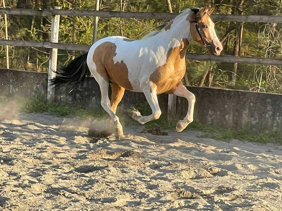 Potro CDE Centro Europeo