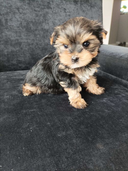 Sunia Yorkshire terrier