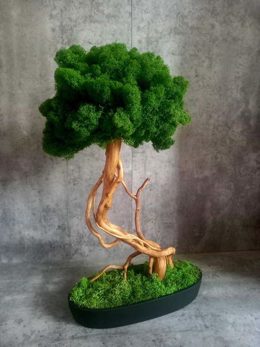 Drzewko bonsai .Mech chrobotek