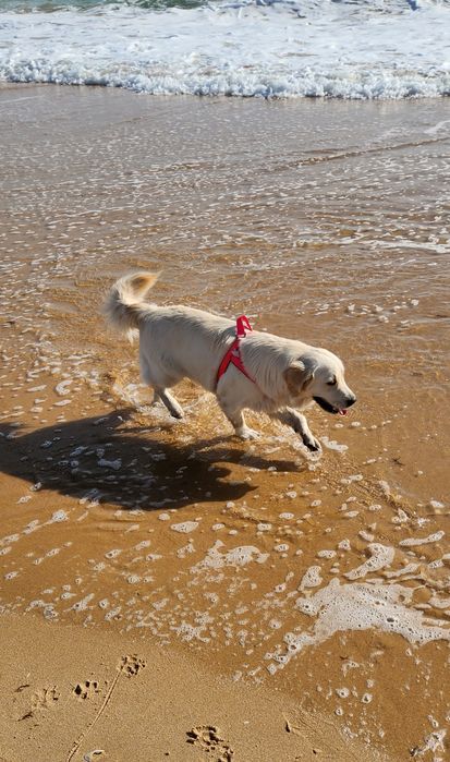 Golden Retriever com LOP