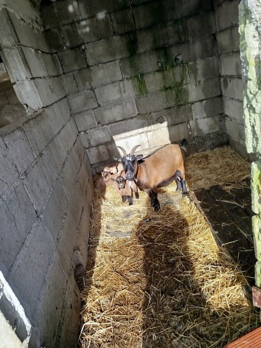 Cabras anãs nascidas em Dezembro '25
