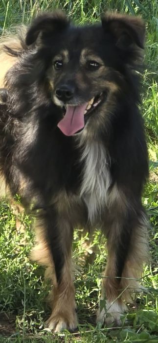Dwa pieski jak bracia do adopcji po śmierci właściciela