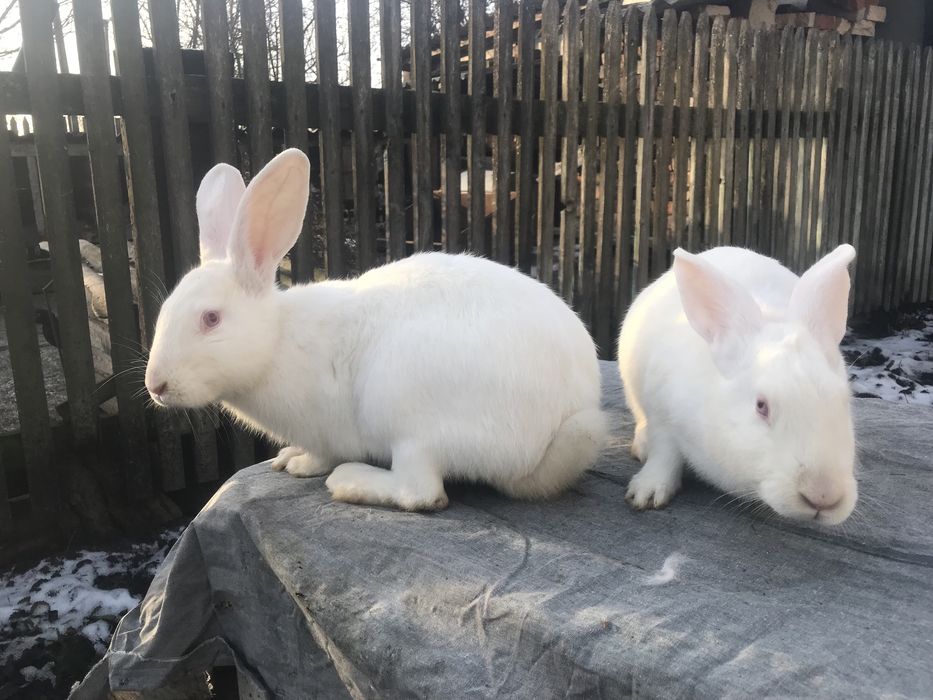 Корили Термонська біла (Термонці) ЧИСТОКРОВНІ