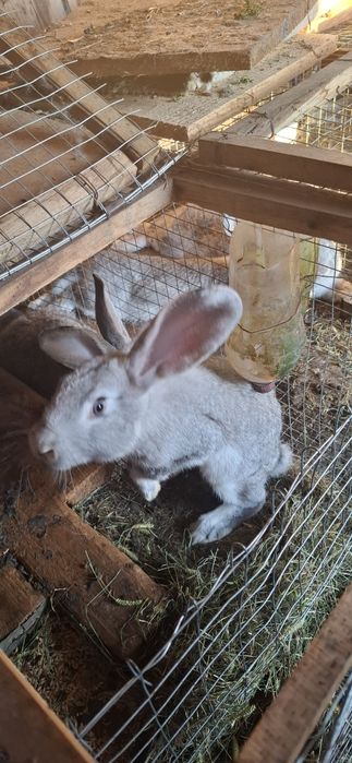 Кролики продаж молодих