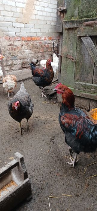 Продам питухів породи  Марана