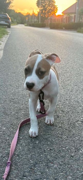 Suczka amstaff