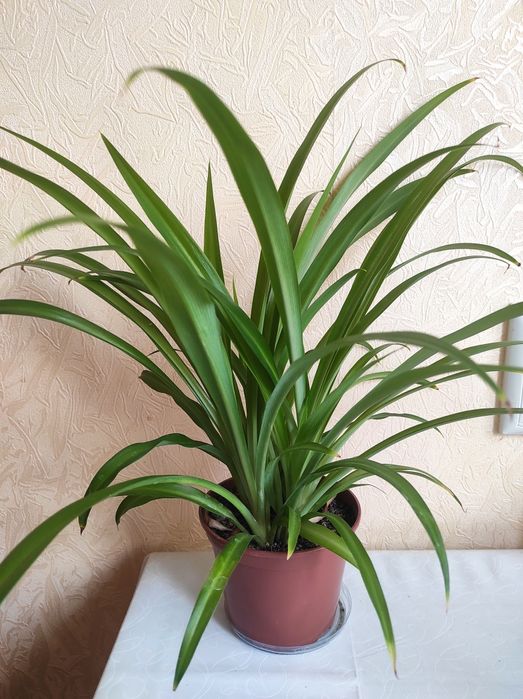 Хлорофитум (комнатное растение)