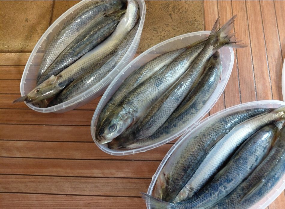 Дунайка копчена 2026