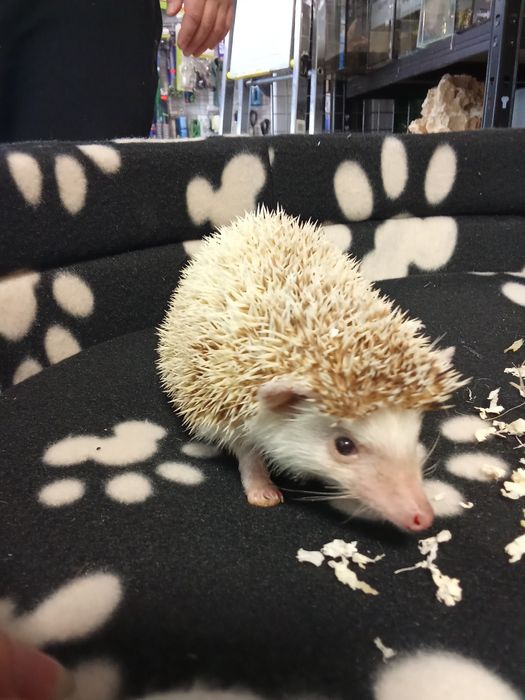 Jeż Pigmejski w sklepie zoologicznym GRUBY KOCUR rzeszów