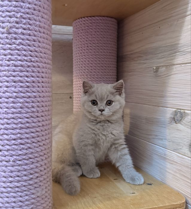 Menina british shorthair lilac