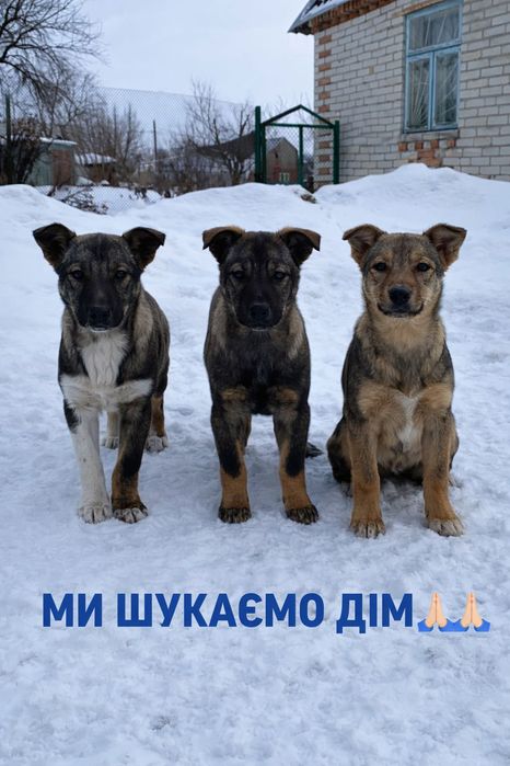 Цуцики (середньої породи) в добрі руки