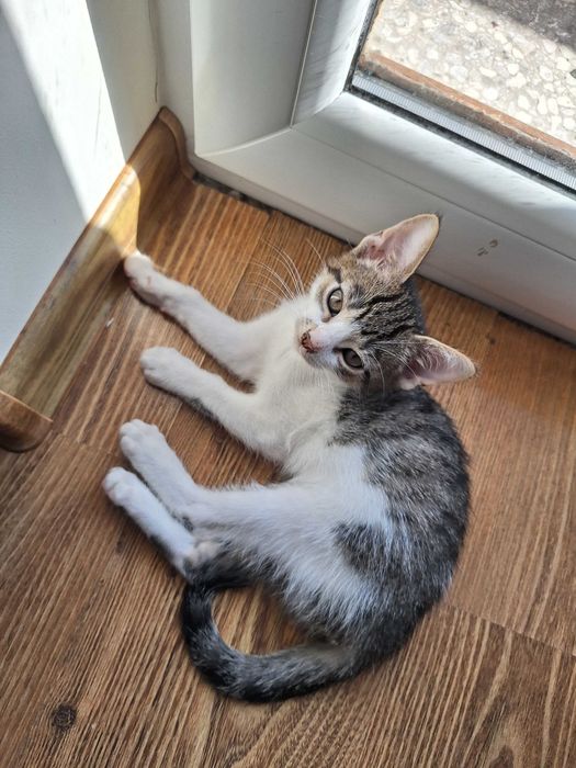 Kotek do adopcji. Oddam cudownego kocurka, tylko w dobre ręce.