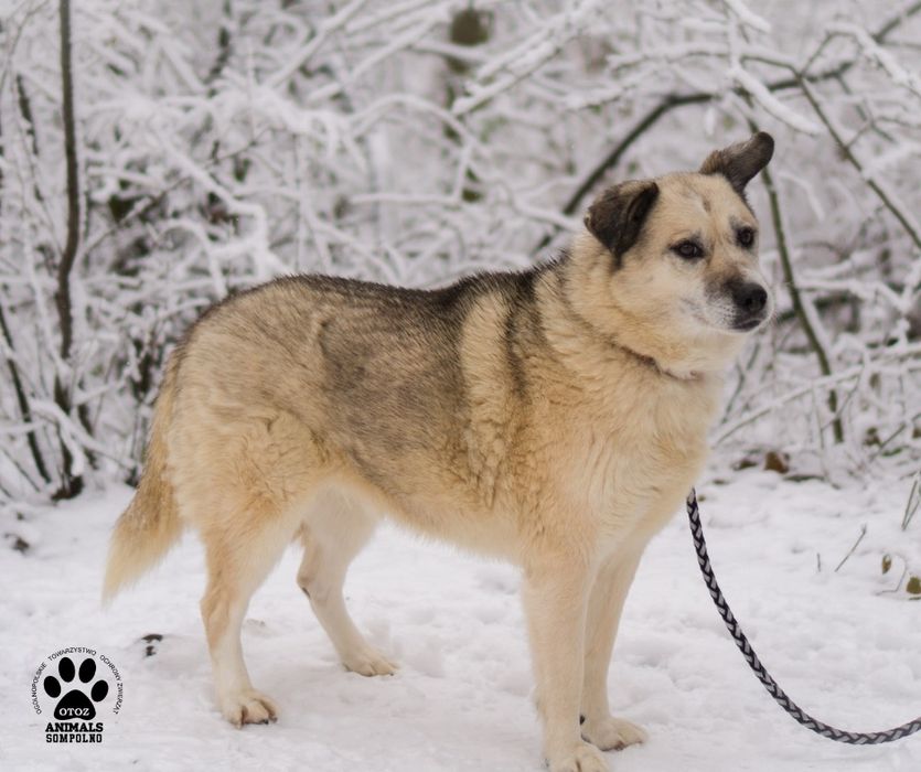 10 letnia Bazylka szuka domu!