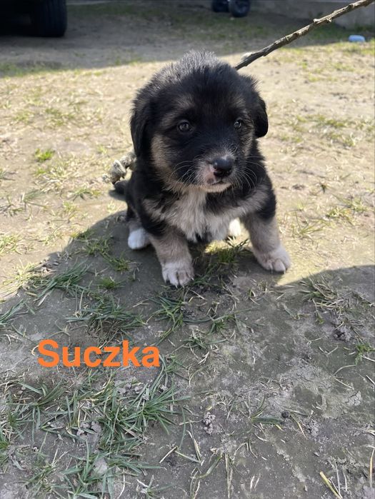 Śliczne szczeniaki oddam za darmo