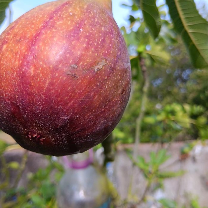 Árvores de frutos