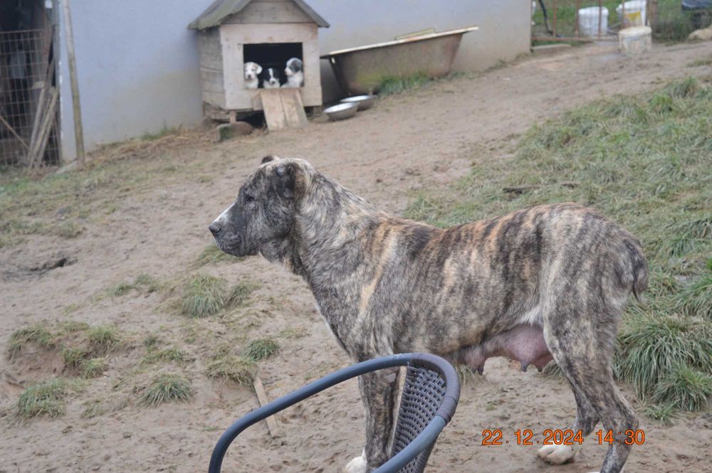 Owczarek środkowoazjatycki szczenię