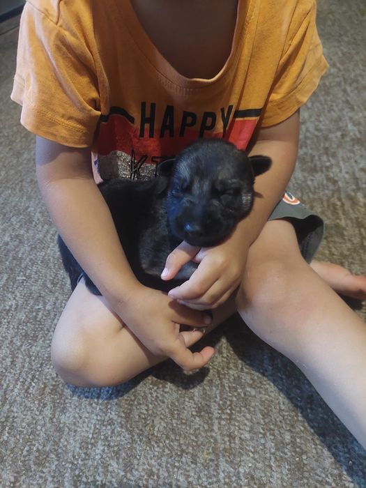 Продаю цуценят східноєвропейскої вівчарки